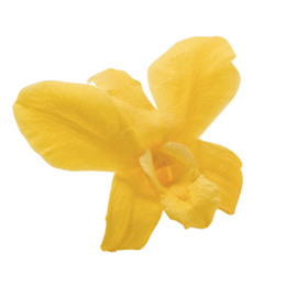 Фитопанель - Стабилизированная орхидея - цвет желтый для изготовления фитостен и фитопанелей - заказать в ООО ГРИН ТРИ  с доставкой по России - 8(800)500-35-57