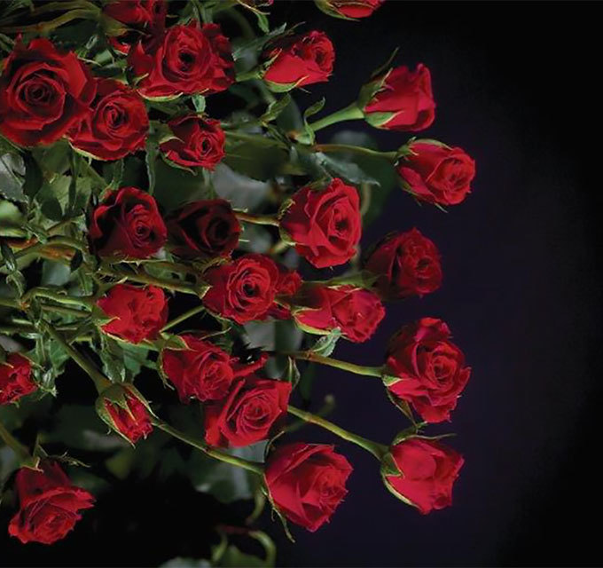 Кустовая роза Red-Mikado
