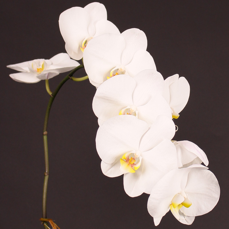 Орхидея фаленопсис белого цвета