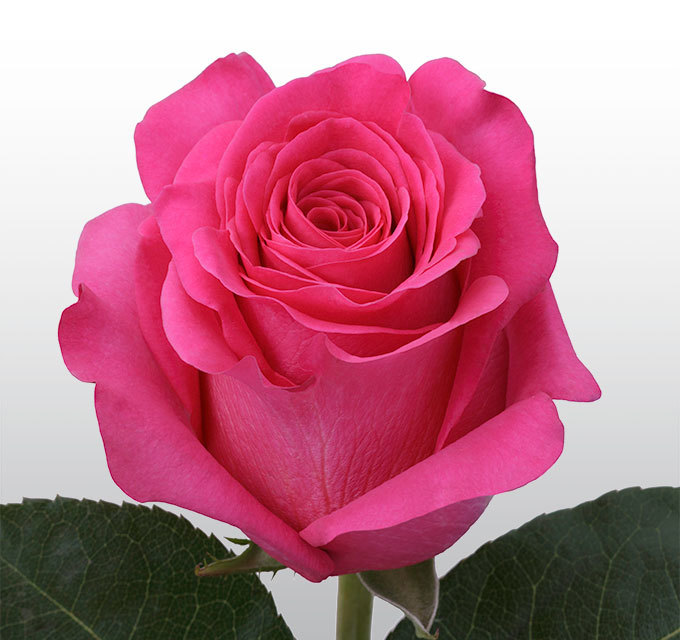 Эквадорская роза Pink-floyd