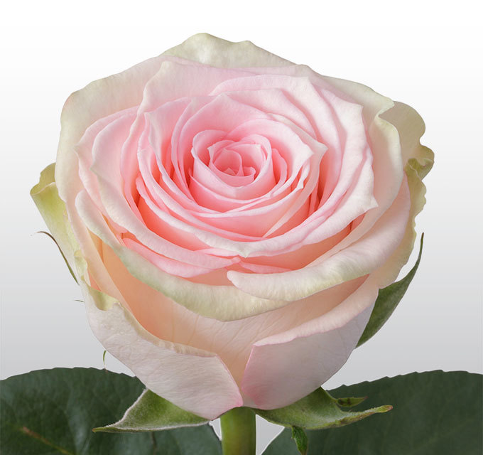 Эквадорская роза Esperance
