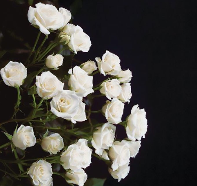 Кустовая роза White-Majolika